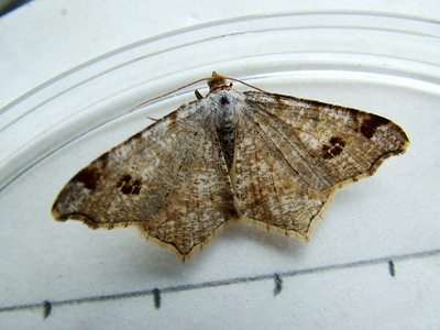 Peacock Moth